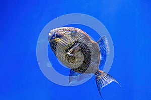 Underwater shot of Pseudobalistes fuscus fish