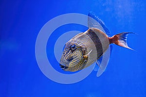 Underwater shot of Pseudobalistes fuscus fish