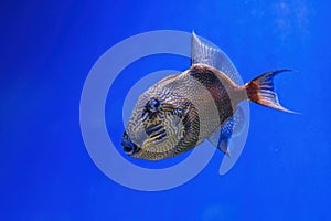 Underwater shot of Pseudobalistes fuscus fish