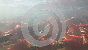 Underwater shot of Salmon Spawning