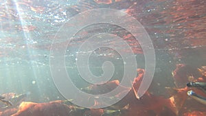 Underwater shot of Salmon Spawning