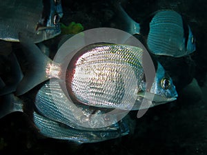 Underwater shot of School of Diplodus vulgaris seabream
