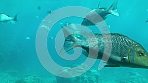 Underwater Shot of a School of Spangled Emperor Fish.