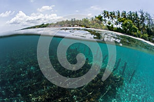 Underwater shot of sea weed