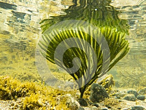 Underwater shot of seaweed plant surface reflected