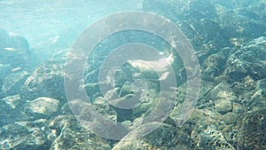 Underwater shot at south plazas of a sea lion doing loops in the galapagos islands