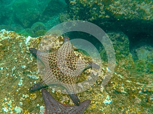 Underwater shot of a starfish on a rocky reef at isla bartolome in the galapagos photo