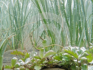 Underwater shot of submerged grass and plants