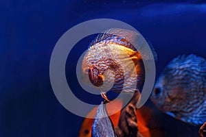 Underwater shot of Symphysodon fish