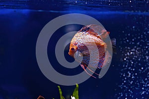 Underwater shot of Symphysodon fish