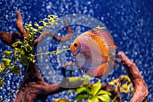 Underwater shot of Symphysodon fish