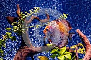 Underwater shot of Symphysodon fish