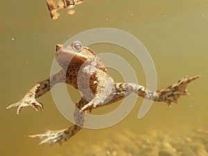 Underwater shot of a toad in a moor lake in Bavaria