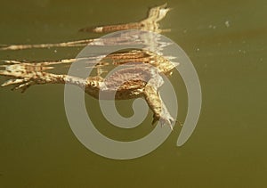 Underwater shot of toads swimming on the surface of a lake