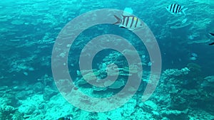 Underwater Shot of Tropical Reef Fish.