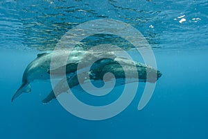 Underwater shot of two humpback whales swimming near the surface