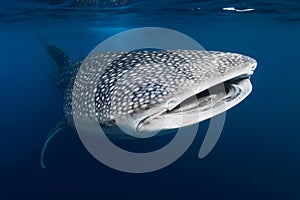 Underwater shot of a Whale Shark with spot patterns in blue ocean