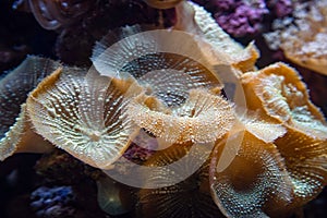 Underwater shot of yellow mushroom coral Fungiidae colony on the reef in the aquarium tank. Colourful corals growing on the