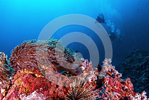 Underwater Similan,North Andaman Sea