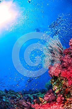 Underwater Similan Thailand.