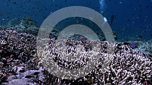 Underwater slope of reef in sea Schools color fish