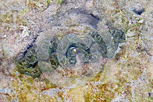 Underwater Small Giant - Tridacna - Live Bivalve Mollusk among Stones - Marine Life - Coral Walk, Neil Island, Andaman