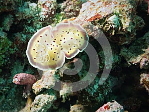 Underwater snail in Maldives