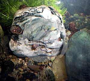 Underwater snails on a rock in freshwater river. Underwater