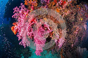 Underwater soft coral Similan,Thailand.