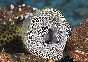 Underwater species in the Maldives.  camouflage experts