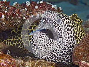 Underwater species in the Maldives.  camouflage experts