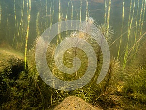 Underwater stems of mare`s-tail aquatic plant photo