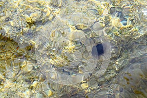 Underwater Stones, Wavy Clear Water, and Sea Urchin - Abstract Marine Life Natural Aqua Background