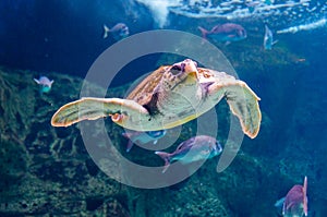 Underwater swimming tropical Green Sea Turtle