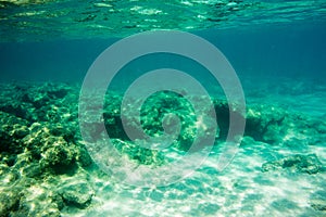 Underwater texture and fauna in Ionian sea