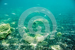 Underwater texture and fauna in Ionian sea