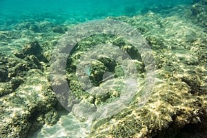 Underwater texture and fauna in Ionian sea