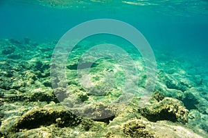 Underwater texture and fauna in Ionian sea