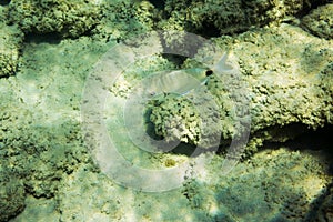 Underwater texture and fauna in Ionian sea