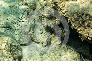 Underwater texture and fauna in Ionian sea