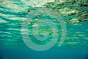 Underwater texture and fauna in Ionian sea