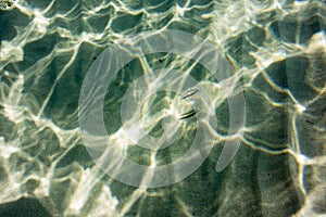 Underwater texture and fauna in Ionian sea