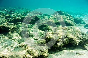 Underwater texture and fauna in Ionian sea