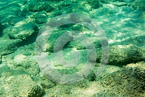 Underwater texture and fauna in Ionian sea