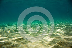 Underwater texture and fauna in Ionian sea