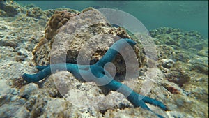 Underwater Timelapse Of Blue Starfish Crawling On seabed Rarotonga Cook Islands
