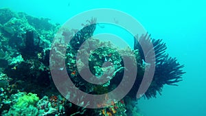 Underwater Tropical Corals Reef. Tropical underwater sea fish. Colourful tropical coral reef. Scene reef. Marine life