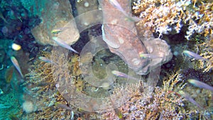 Underwater Tropical Corals Reef. Tropical underwater sea fish. Colourful tropical coral reef. Scene reef. Marine life