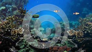 Underwater Tropical Fish and Coral Garden.