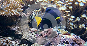 Underwater Tropical Fish and Coral Garden. Tropical underwater sea fishes. Underwater fish reef marine. Tropical